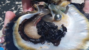 tahitian black pearl in a shell - one tahitian pearl